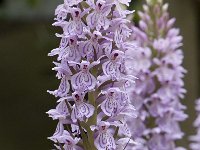 Dactylorhiza fuchsii 22, Bosorchis, Saxifraga-Willem van Kruijsbergen