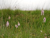 Dactylorhiza fuchsii 23, Bosorchis, Saxifraga-Hans Dekker