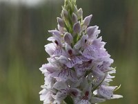 Dactylorhiza fuchsii 25, Bosorchis, Saxifraga-Peter Meininger