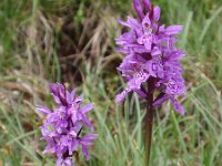 Dactylorhiza fuchsii 26, Bosorchis, Saxifraga-Jan Willem Jongepier