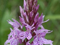 Dactylorhiza fuchsii 3, Bosorchis, Saxifraga-Willem van Kruijsbergen