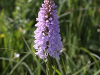 Dactylorhiza fuchsii 30, Bosorchis, Saxifraga-Peter Meininger