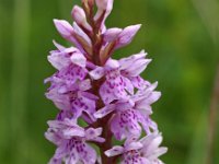 Dactylorhiza fuchsii 31, Bosorchis, Saxifraga-Hans Dekker