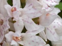 Dactylorhiza fuchsii 32, Bosorchis, Saxifraga-Hans Dekker