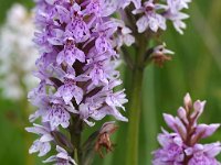 Dactylorhiza fuchsii 34, Bosorchis, Saxifraga-Hans Dekker