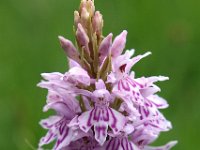 Dactylorhiza fuchsii 36, Bosorchis, Saxifraga-Hans Dekker