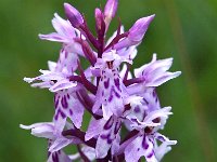 Dactylorhiza fuchsii 37, Bosorchis, Saxifraga-Hans Dekker