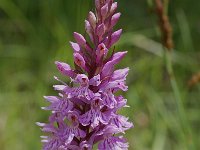 Dactylorhiza fuchsii 4, Bosorchis, Saxifraga-Willem van Kruijsbergen