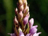 Dactylorhiza fuchsii 40, Bosorchis, Saxifraga-Hans Dekker