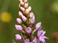 Dactylorhiza fuchsii 41, Bosorchis, Saxifraga-Hans Dekker