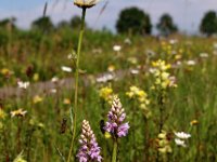 Dactylorhiza fuchsii 42, Bosorchis, Saxifraga-Hans Dekker