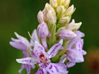 Dactylorhiza fuchsii 44, Bosorchis, Saxifraga-Hans Dekker