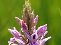 Dactylorhiza fuchsii 46, Bosorchis, Saxifraga-Hans Dekker