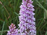 Dactylorhiza fuchsii 47, Bosorchis, Saxifraga-Hans Dekker