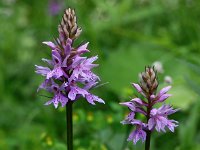 Dactylorhiza fuchsii 49, Bosorchis, Saxifraga-Hans Dekker