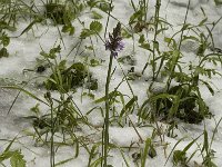 Dactylorhiza fuchsii 5, Bosorchis, Saxifraga-Jan van der Straaten