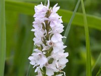 Dactylorhiza fuchsii 51, Bosorchis, Saxifraga-Bart Vastenhouw