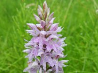 Dactylorhiza fuchsii 52, Bosorchis, Saxifraga-Rutger Barendse