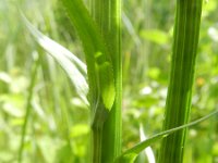 Dactylorhiza fuchsii 53, Bosorchis, Saxifraga-Rutger Barendse