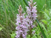 Dactylorhiza fuchsii 55, Bosorchis, Saxifraga-Rutger Barendse