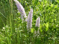 Dactylorhiza fuchsii 56, Bosorchis, Saxifraga-Rutger Barendse