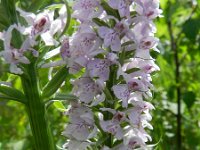 Dactylorhiza fuchsii 57, Bosorchis, Saxifraga-Rutger Barendse