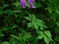 Dactylorhiza fuchsii 58, Bosorchis, Saxifraga-Ed Stikvoort