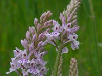 Dactylorhiza fuchsii 61, Bosorchis, Saxifraga-Ed Stikvoort