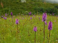 Dactylorhiza fuchsii 62, Bosorchis, Saxifraga-Ed Stikvoort