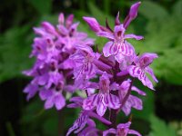 Dactylorhiza fuchsii 63, Bosorchis, Saxifraga-Ed Stikvoort