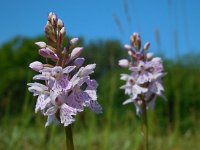 Dactylorhiza fuchsii 65, Bosorchis, Saxifraga-Ed Stikvoort