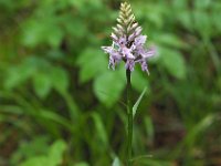 Dactylorhiza fuchsii 66, Bosorchis, Saxifraga-Hans Dekker