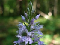 Dactylorhiza fuchsii 67, Bosorchis, Saxifraga-Hans Dekker