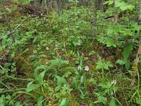 Dactylorhiza fuchsii 70, Bosorchis, Saxifraga-Hans Dekker