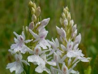 Dactylorhiza fuchsii 72, Bosorchis, Saxifraga-Ed Stikvoort