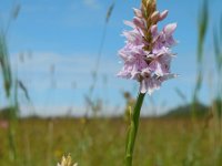 Dactylorhiza fuchsii 74, Bosorchis, Saxifraga-Ed Stikvoort