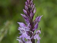 Dactylorhiza fuchsii 75, Bosorchis, Saxifraga-Willem van Kruijsbergen