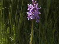 Dactylorhiza fuchsii 8, Bosorchis, Saxifraga-Marijke Verhagen