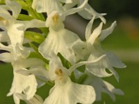 Dactylorhiza fuchsii ssp candidissima 24, Saxifraga-Hans Dekker