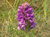 Dactylorhiza incarnata 122, Vleeskleurige orchis, Saxifraga-Hans Grotenhuis