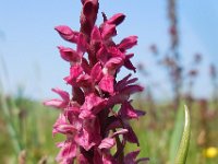 Dactylorhiza incarnata ssp coccinea 119, Steenrode orchis, Saxifraga-Ed Stikvoort