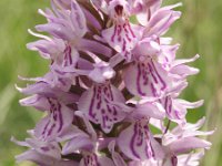 Dactylorhiza maculata, Spotted Orchid