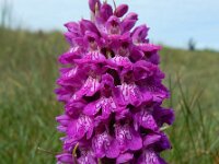 Dactylorhiza majalis subsp. purpurella 117, Purperrode orchis, Saxifraga-Ed Stikvoort : Kilnee s9900
