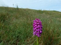 Dactylorhiza majalis subsp. purpurella 118, Purperrode orchis, Saxifraga-Ed Stikvoort : Kilnee s9900
