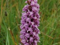 Dactylorhiza praetermissa 11, Gevlekte rietorchis, Saxifraga-Willem van Kruijsbergen