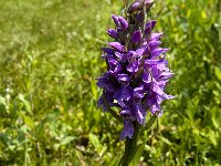 Dactylorhiza praetermissa 117, Rietorchis, Saxifraga-Jan van der Straaten