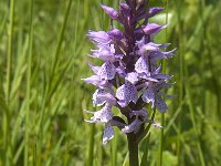 Dactylorhiza praetermissa 121, Rietorchis, Saxifraga-Jan van der Straaten