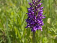 Dactylorhiza praetermissa 123, Rietorchis, Saxifraga-Jan van der Straaten