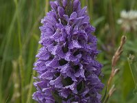 Dactylorhiza praetermissa 162, Rietorchis, Saxifraga-Willem van Kruijsbergen