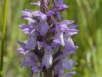 Dactylorhiza praetermissa 163, Rietorchis, Saxifraga-Willem van Kruijsbergen